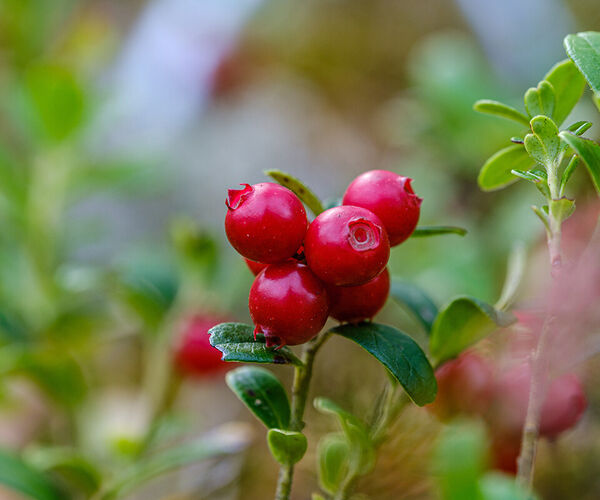 cranberries