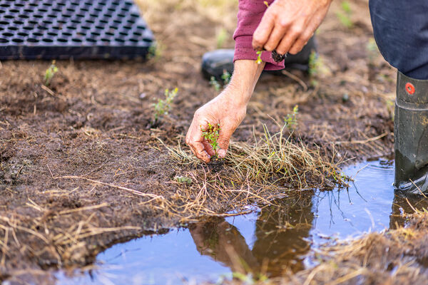 binnair-cranberries-akkrumergo