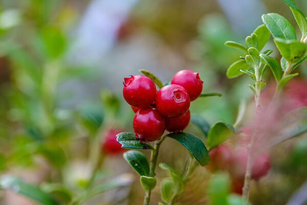cranberries
